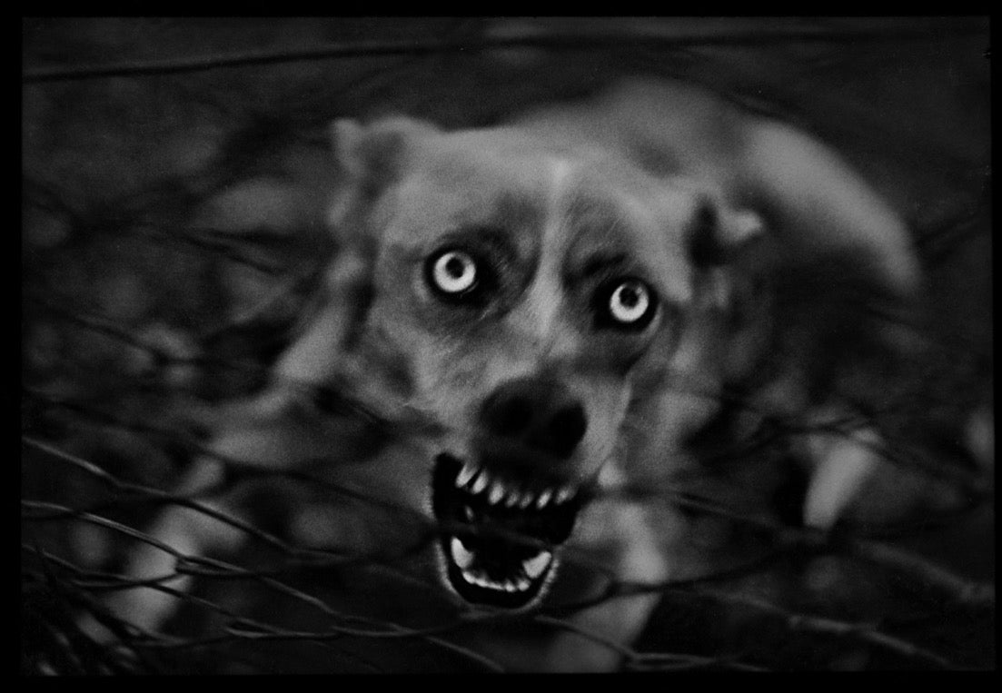 Giacomo Brunelli